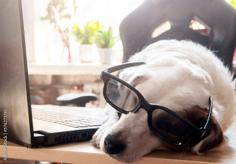 The white dog sleeps on the desk in front of the laptop. The concept of working from home, training, a tired worker. The white dog sleeps on the desk in front of the laptop. The concept of working from home, training, a tired worker.