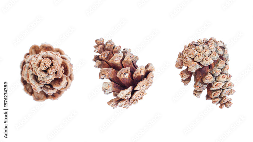 Pine cone isolated on white background, Dried pine cone, christmas decoration Pine cone isolated on white background, Dried pine cone, christmas decoration