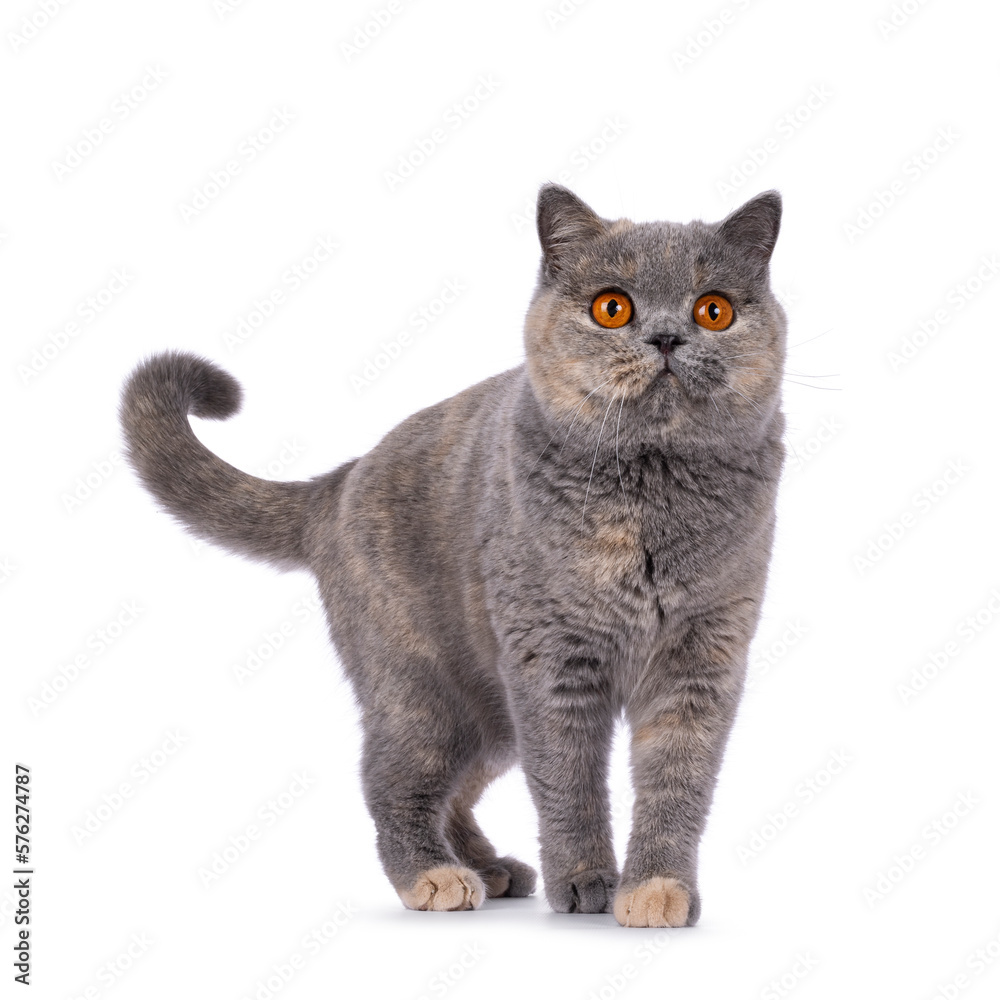 Pretty tortie British Shorthair cat, standing facing front. Looking up and away from camera with beautiful orange eyes. Isolated on a white background.