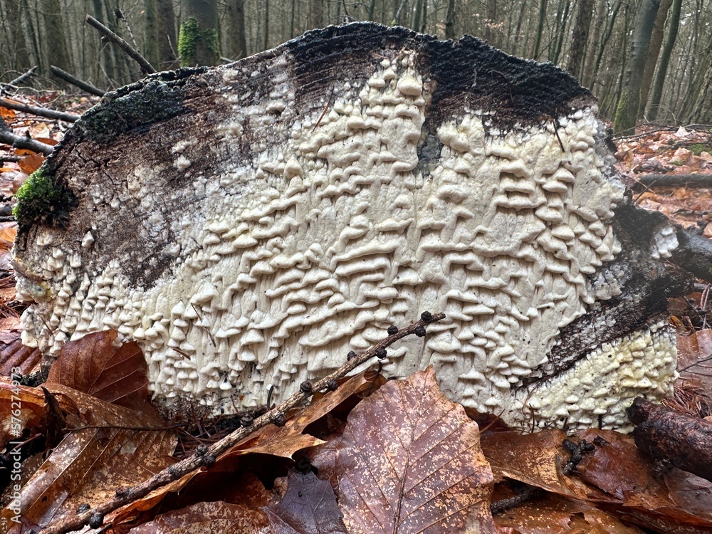 Holz