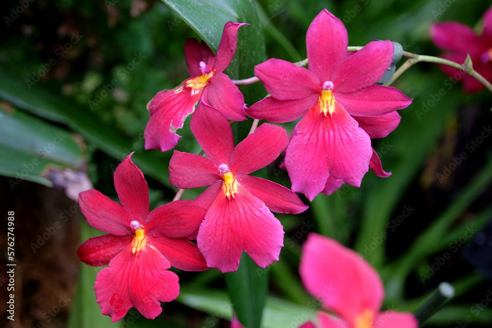 Pink epiphytic Nelly Isler orchids in flower. Pink epiphytic Nelly Isler orchids in flower.