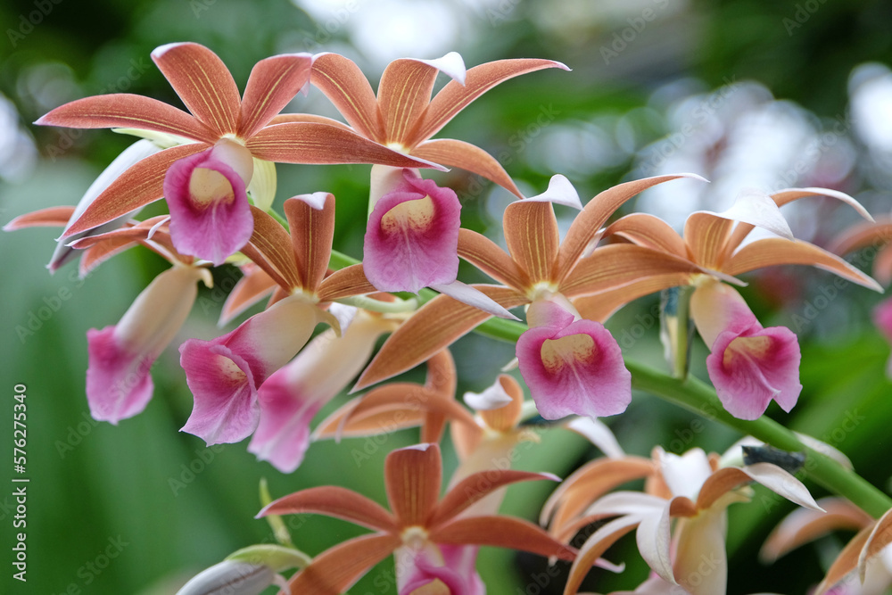 Brown and pink Phaius orchids in flower. Brown and pink Phaius orchids in flower.