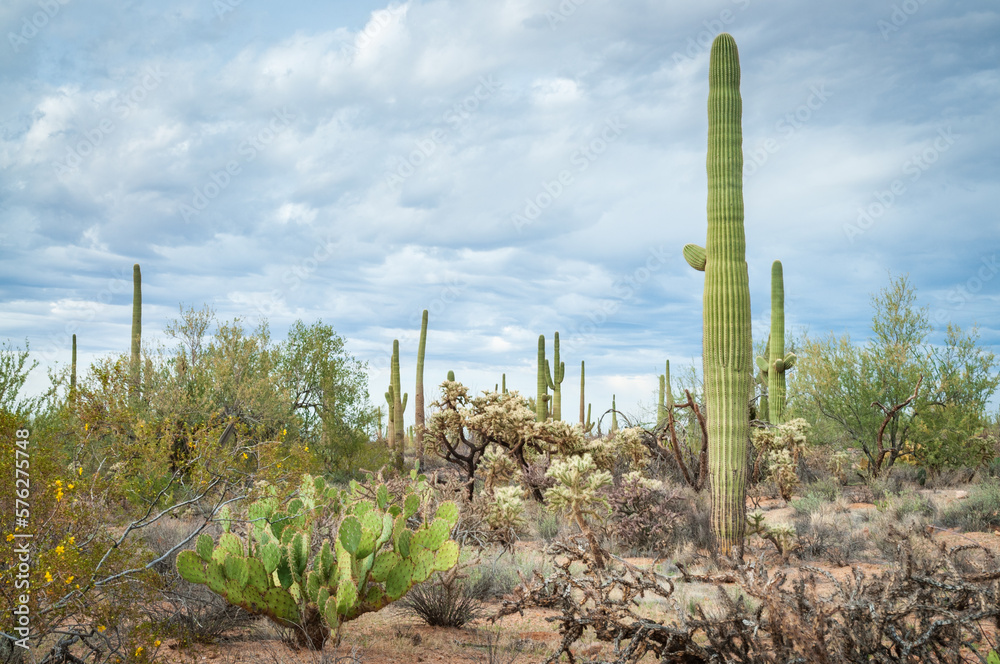 Group of Cacti at Saguaro National Park