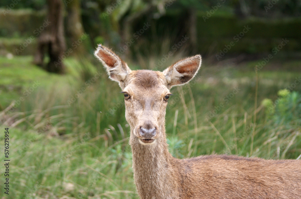 Biche Biche