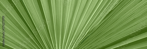 Palm tree leaves stripe texture for ecology   travel  nature conservation and for interior decoration background. banner with copy space