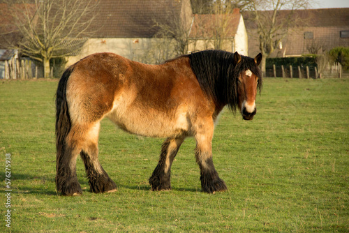 Cheval contois