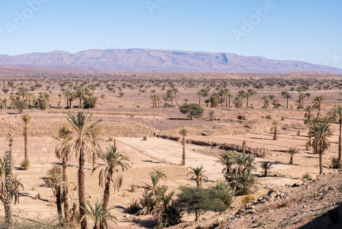 Oasis of date palms in the morocco desert