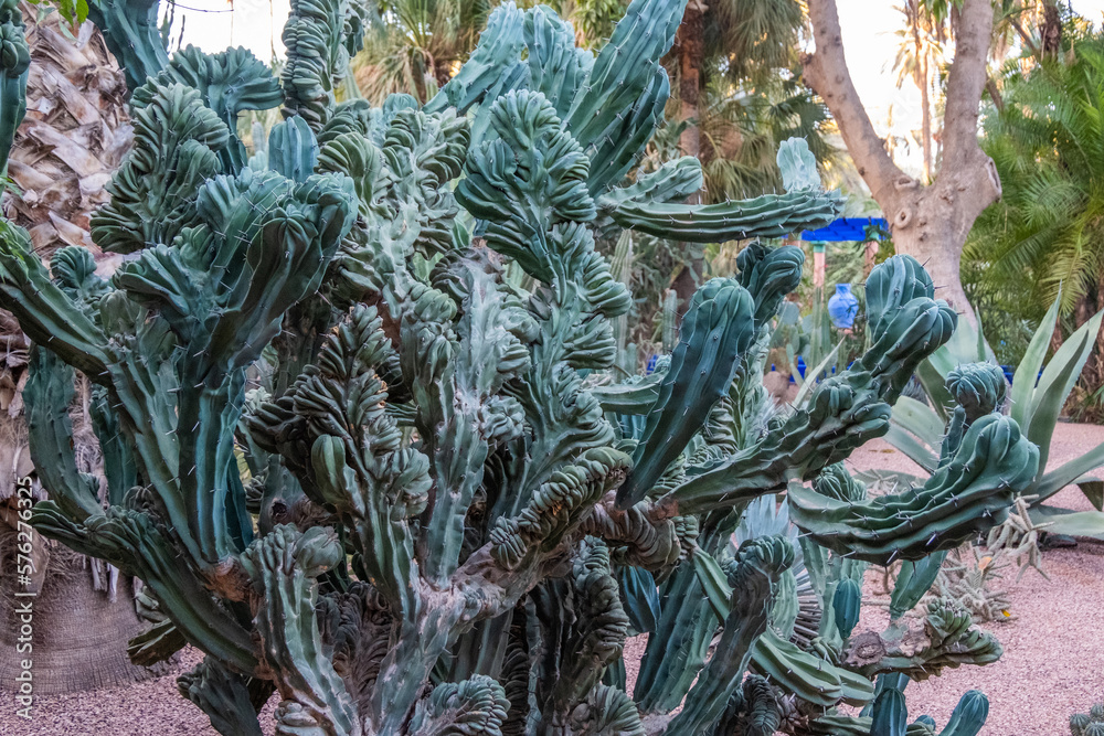 Fototapeta premium A variety of cacti plants in a beautifully designed garden landscape.