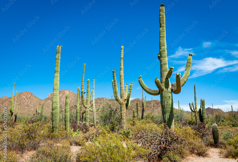The Famous Cactuses of Saguaro National Park