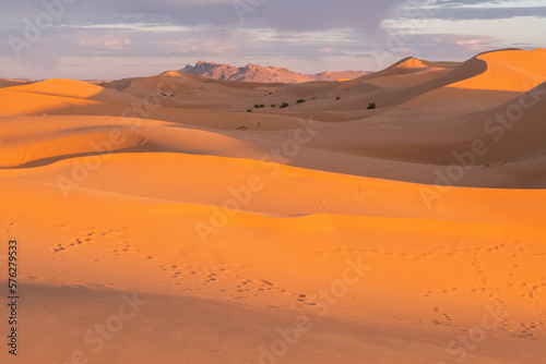 camel and bedouin footprints on the orange sand dunes of sahara desert in morocco
