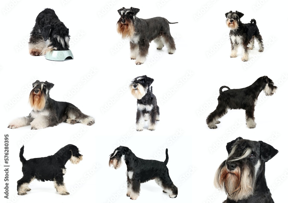 set of miniature schnauzer black and silver isolated on white 