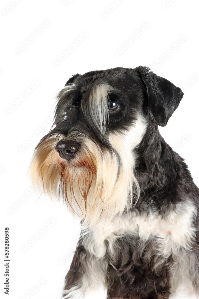 portrait of a miniature schnauzer isolated on white 