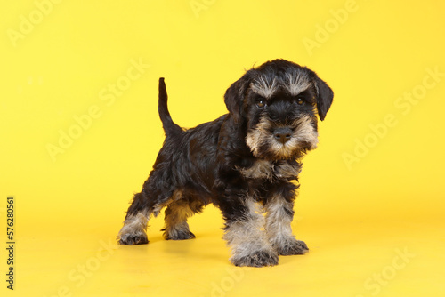 miniature schnauzer puppy isolated on studio 