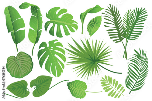 Tropical leaves set graphic elements in flat design. Bundle of different type exotic leaves, green jungle plants, monstera, banana and other botanical branches. Vector illustration isolated objects