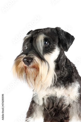 portrait of a miniature schnauzer isolated on white 