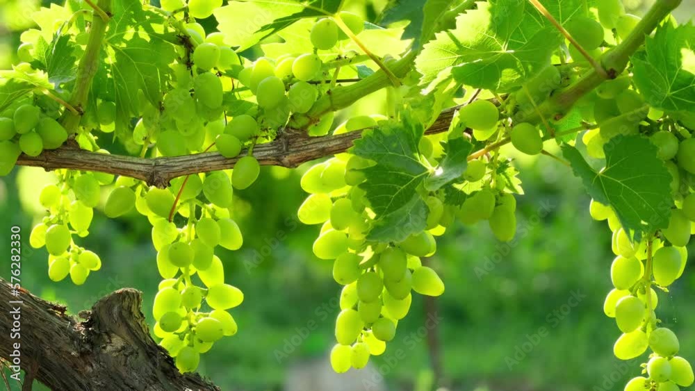 Bunches of ripening white wine grapes growing on vine at a farm. Closeup of ripe white grapes bunch in garden outdoors swinging in the wind slow motion Bunches of ripening white wine grapes growing on vine at a farm. Closeup of ripe white grapes bunch in garden outdoors swinging in the wind slow motion