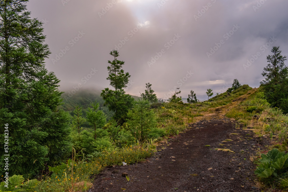 Obraz premium Ground trail in the mountain with herbs and cryptomeria trees at evening with fog, São Miguel - Azores PORTUGAL