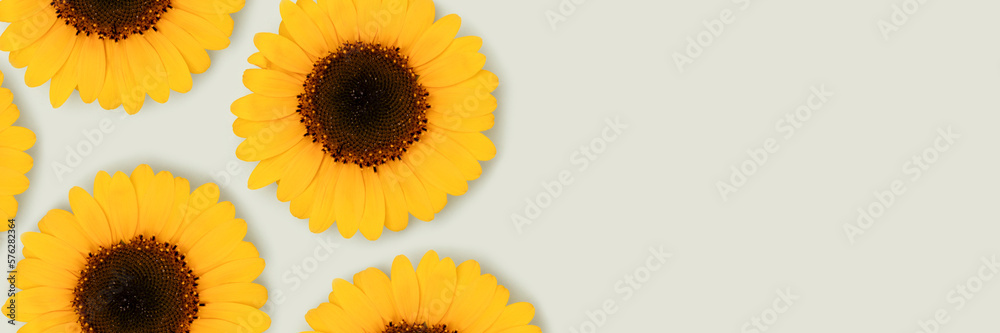 Obraz premium Banner with sunflowers on a blue background.