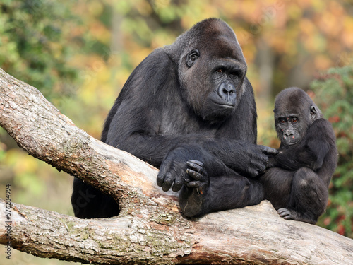 Fototapeta Naklejka Na Ścianę i Meble -  Close up shot of western Lowland Gorillas