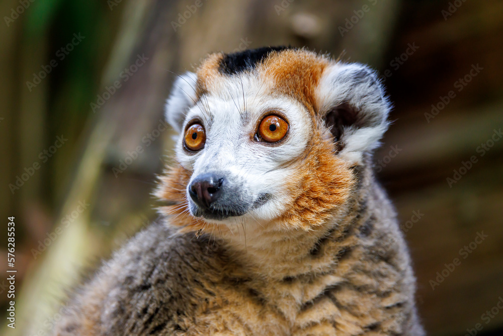 Fototapeta premium The crowned lemur (Eulemur coronatus) close up shot