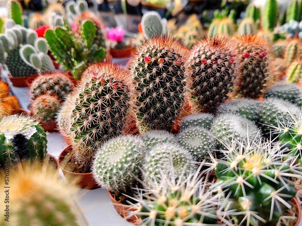 Detailed close up shot of a row small Red Headed Irishman cactus plants that standing on a table in a garden center flower and plant shop Detailed close up shot of a row small Red Headed Irishman cactus plants that standing on a table in a garden center flower and plant shop