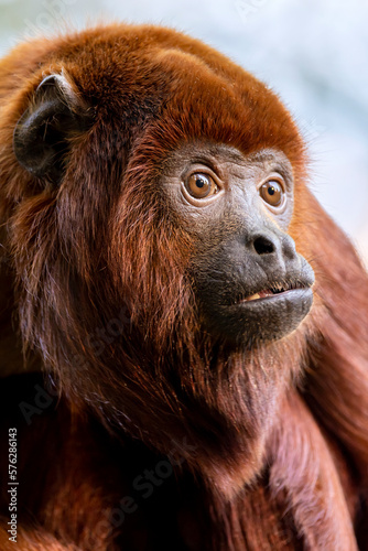 Close up shot of colombian red howler or Venezuelan red howler (Alouatta seniculus) photo