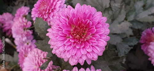Pink Chrysanthemum or Shevanti Flowers in the Garden