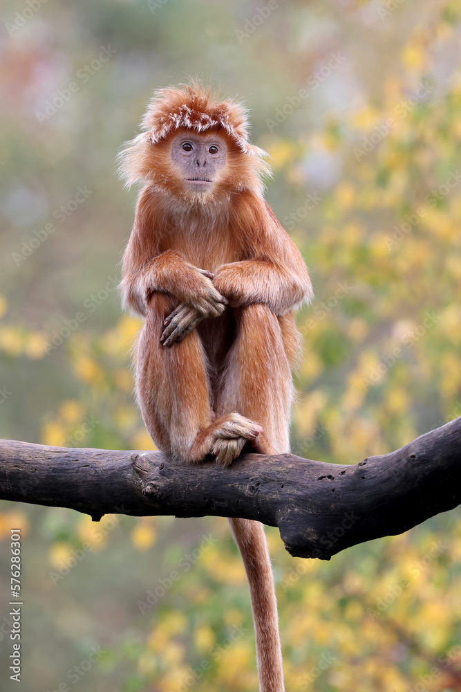 Obraz premium The East Javan langur (Trachypithecus auratus), also known as the ebony lutung, Javan langur or Javan lutung