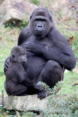 Close up shot of western Lowland Gorillas © Edwin Butter