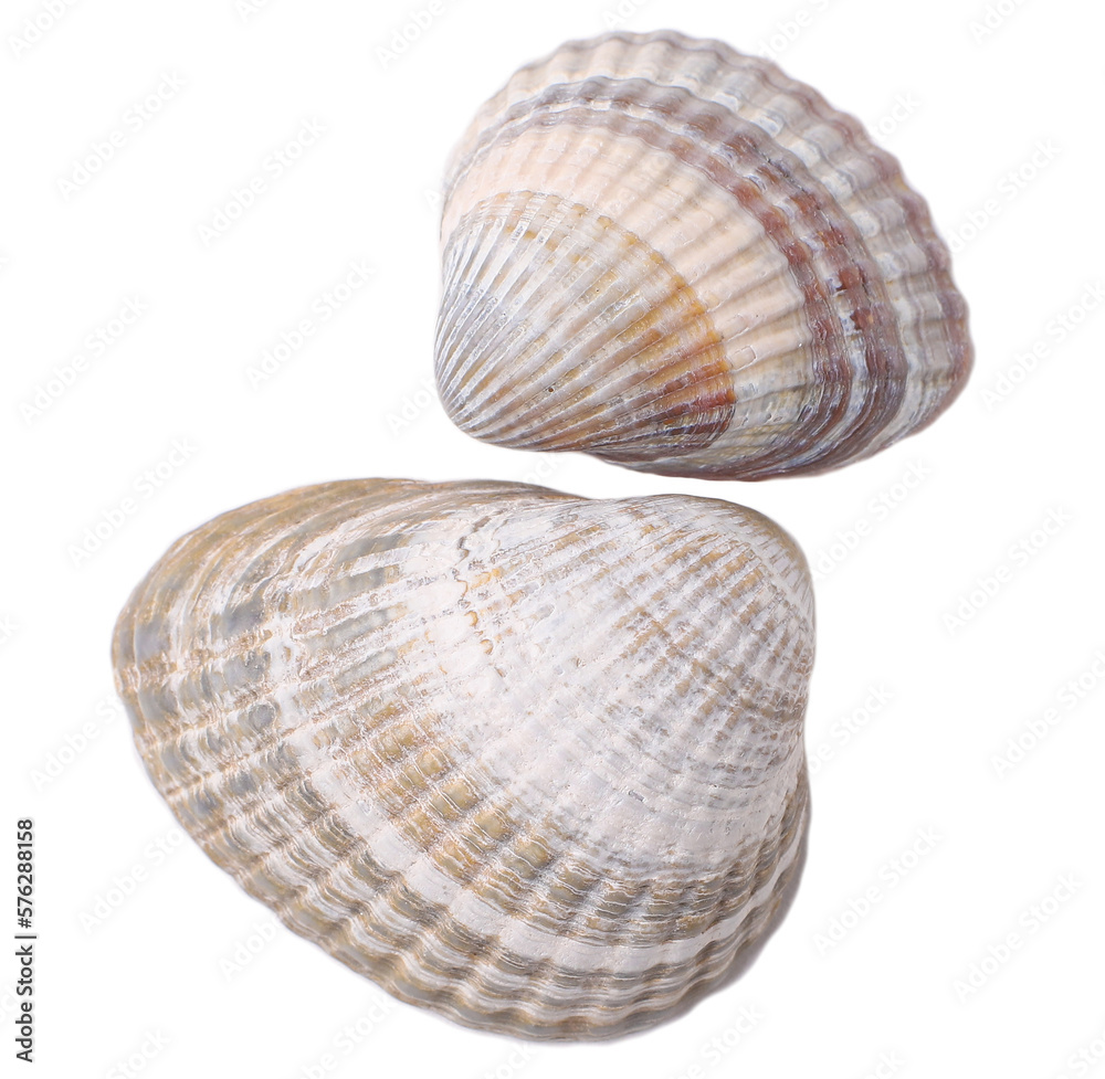 Two seashells, transparent background Two seashells, transparent background