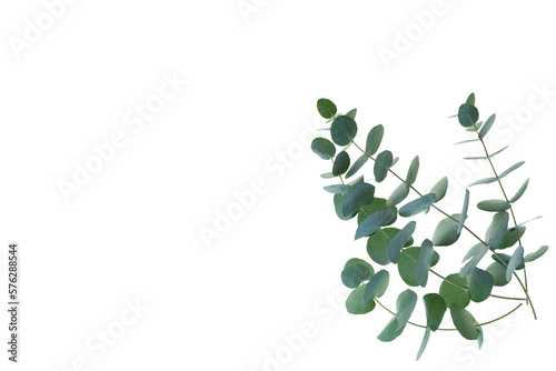 Fresh eucalyptus branches isolated on transparent background. Top view flat lay. Botanical nature design for sustainable wedding concepts and decorations with space for text. PNG image.
