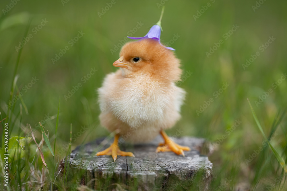 Adorable yellow little chicken on green background