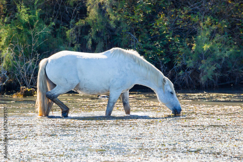 Two white horses in a beautiful sunny day in Camargue, France photo