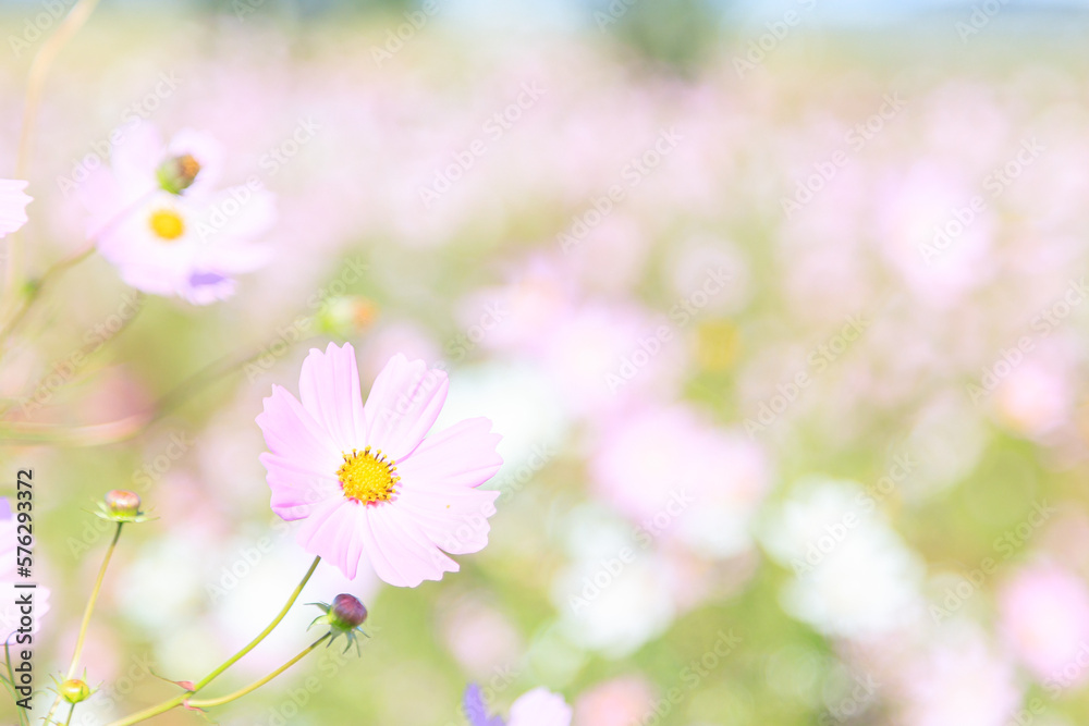 ピンクの可愛い秋桜