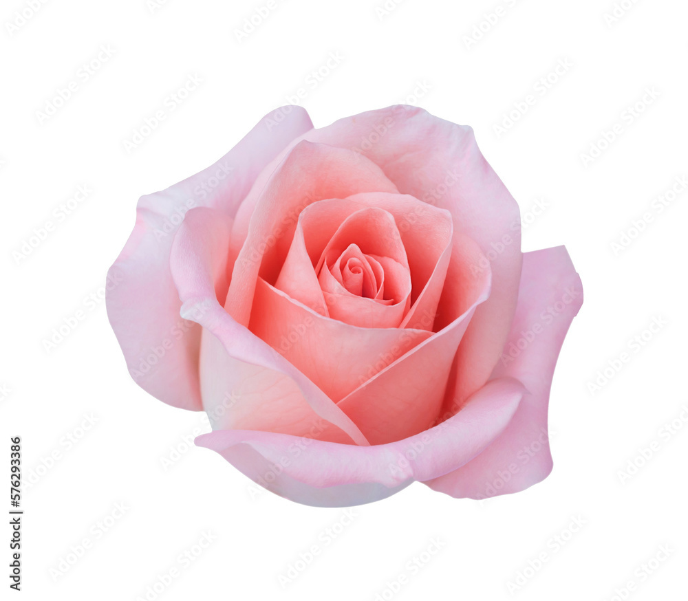 Pink rose head flower isolated on white background, soft focus, png Transparency