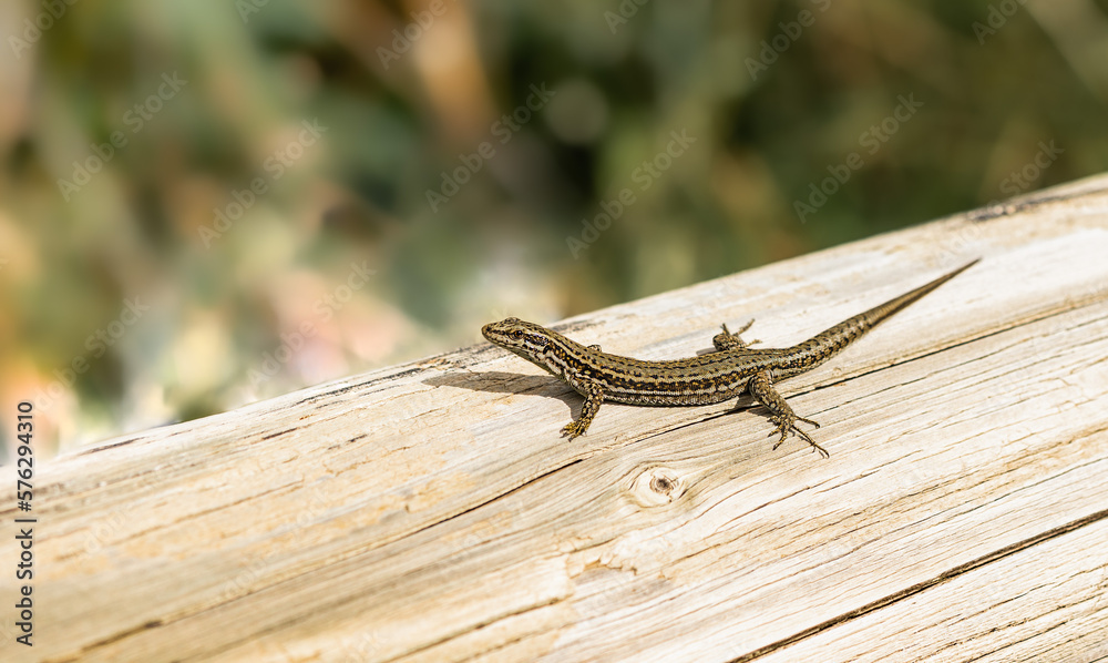 Nice lizard on a wooden background macro photo. Lizard is sitting on a tree trunk, sunbathing Nice lizard on a wooden background macro photo. Lizard is sitting on a tree trunk, sunbathing