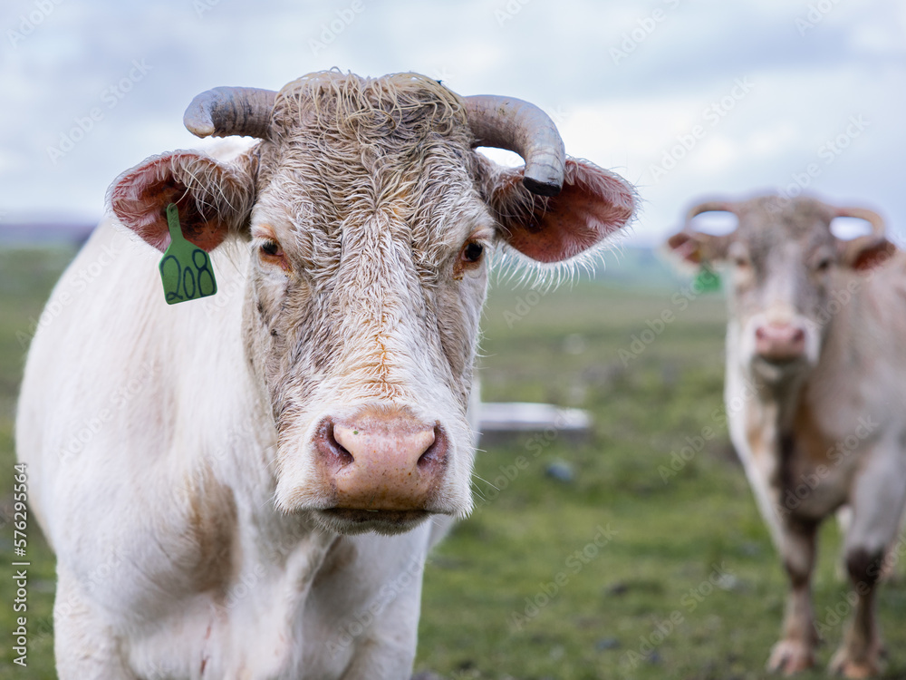 Close up cow portrait on the meadow. Farm animal Close up cow portrait on the meadow. Farm animal