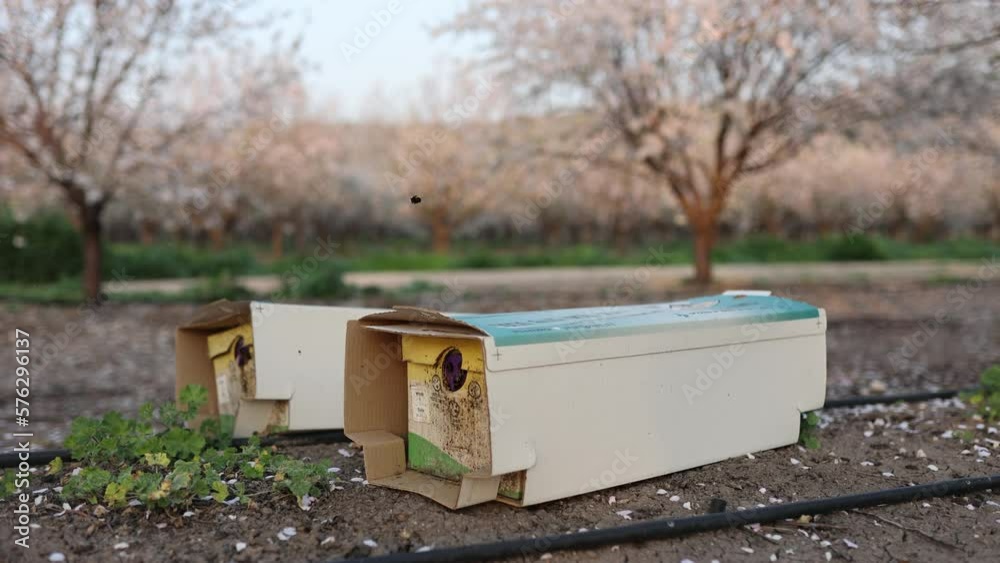 bee hive entrance on the almond trees farm. Close up of a honey bee hive. Blooming trees homey nectar bee hive entrance on the almond trees farm. Close up of a honey bee hive. Blooming trees homey nectar