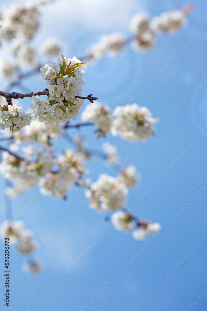 White cherry flowers isolated on blur sky background. White cherry flowers isolated on blur sky background.