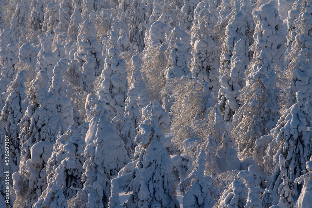 Winter pattern from Northern Ural fir-tree snow covered forest Winter pattern from Northern Ural fir-tree snow covered forest