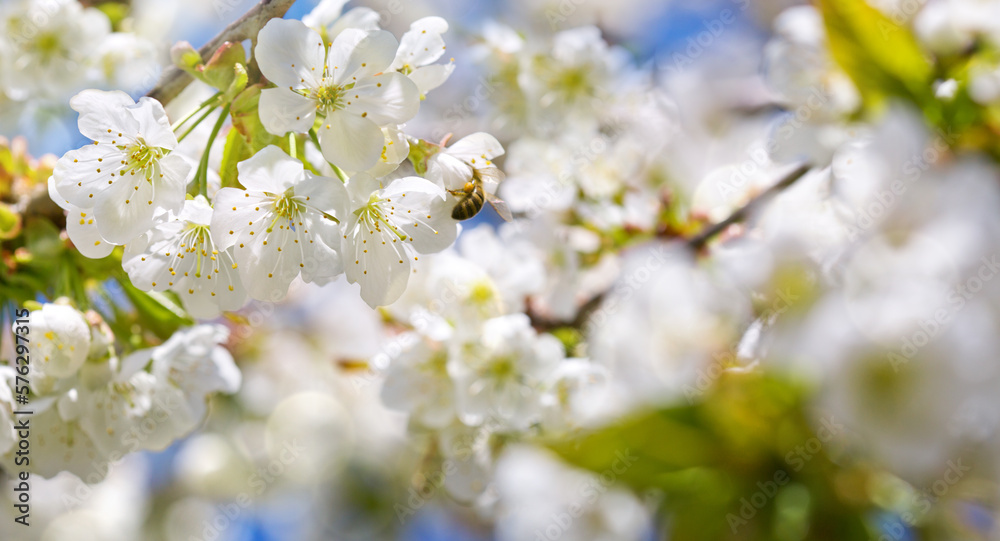 Blossom cherry branch isolated on blur background.