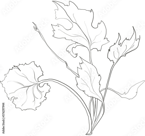 Botanical line art leaves illustration, floral graphic drawing
