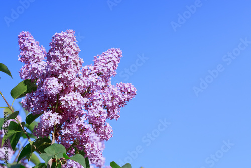Spring lilac flowers close-up on blurred sky background.