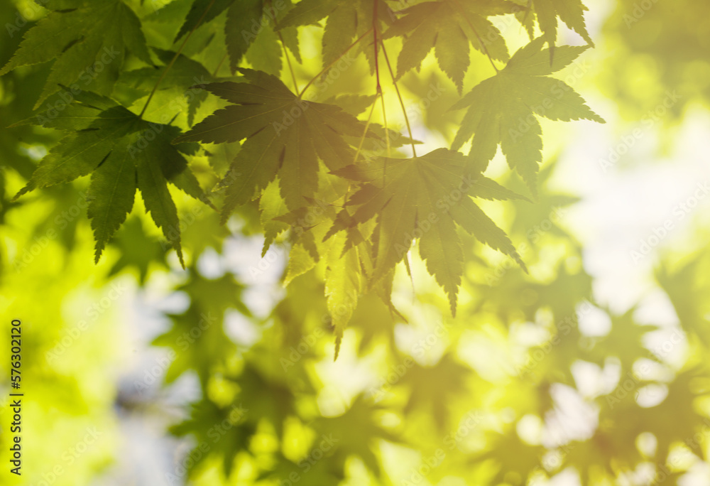 Close up of nature view green leaves on blurred greenery background with sunny bokeh light and copy space. Natural plants landscape, ecology wallpaper concept. Close up of nature view green leaves on blurred greenery background with sunny bokeh light and copy space. Natural plants landscape, ecology wallpaper concept.