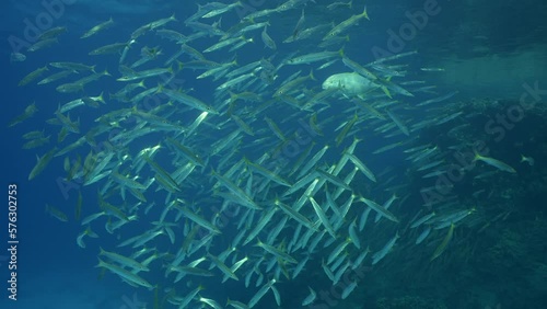 Slow motion, Jack fish swims inside shoal of Barracudas. Yellowspotted Trevally (Carangoides fulvoguttatus) floats in large school of Yellow-tailed Barracuda (Sphyraena flavicauda) in blue wate photo