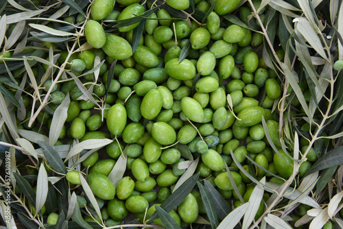 Green olives surrounded by leaves and branches freshly harvested in Greece for oil production. Top view Closeup of olive tree fruit, gift of nature. Many shades of green and gray.