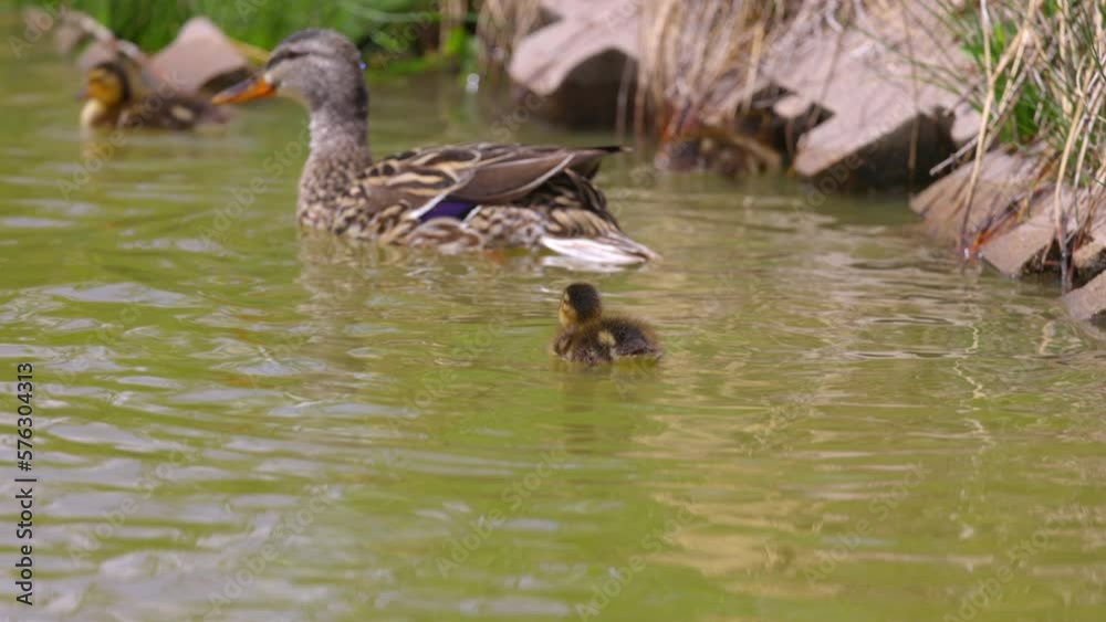 Slow Motion Shot Of Dabbling Duck And Ducklings Swimming Together In Rippled Lake On Sunny Day - Arvada, Colorado Slow Motion Shot Of Dabbling Duck And Ducklings Swimming Together In Rippled Lake On Sunny Day - Arvada, Colorado