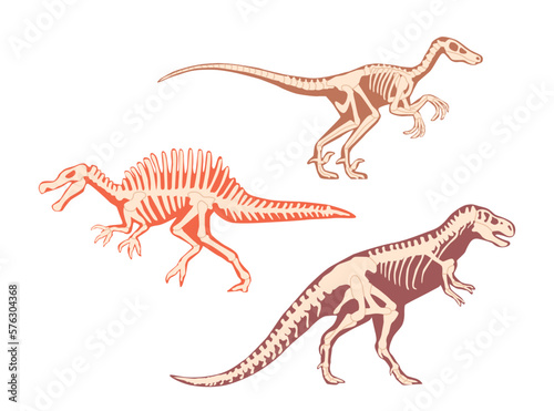 Carnotaurus Or Tyrannosaurus Dinosaur Skeleton With Bones. Isolated Carnivorous Theropod Dino Predator