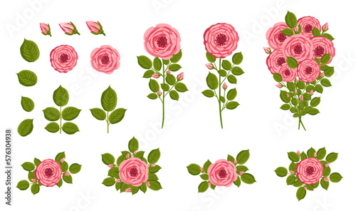 Roses flowers set. Floral plants with pink petals. Botanical vector illustration isolated on white background.