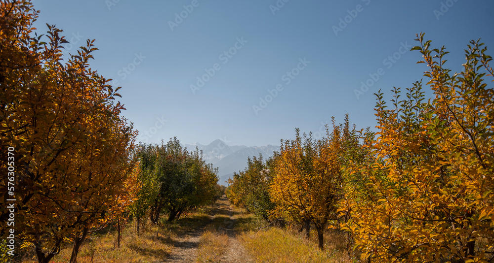 The garden's magnificent yellow, red and green trees change leaf color in the fall season. A row of trees overlooking the mountains. Row of trees with autumn sunlight, colored leaves after harvest.